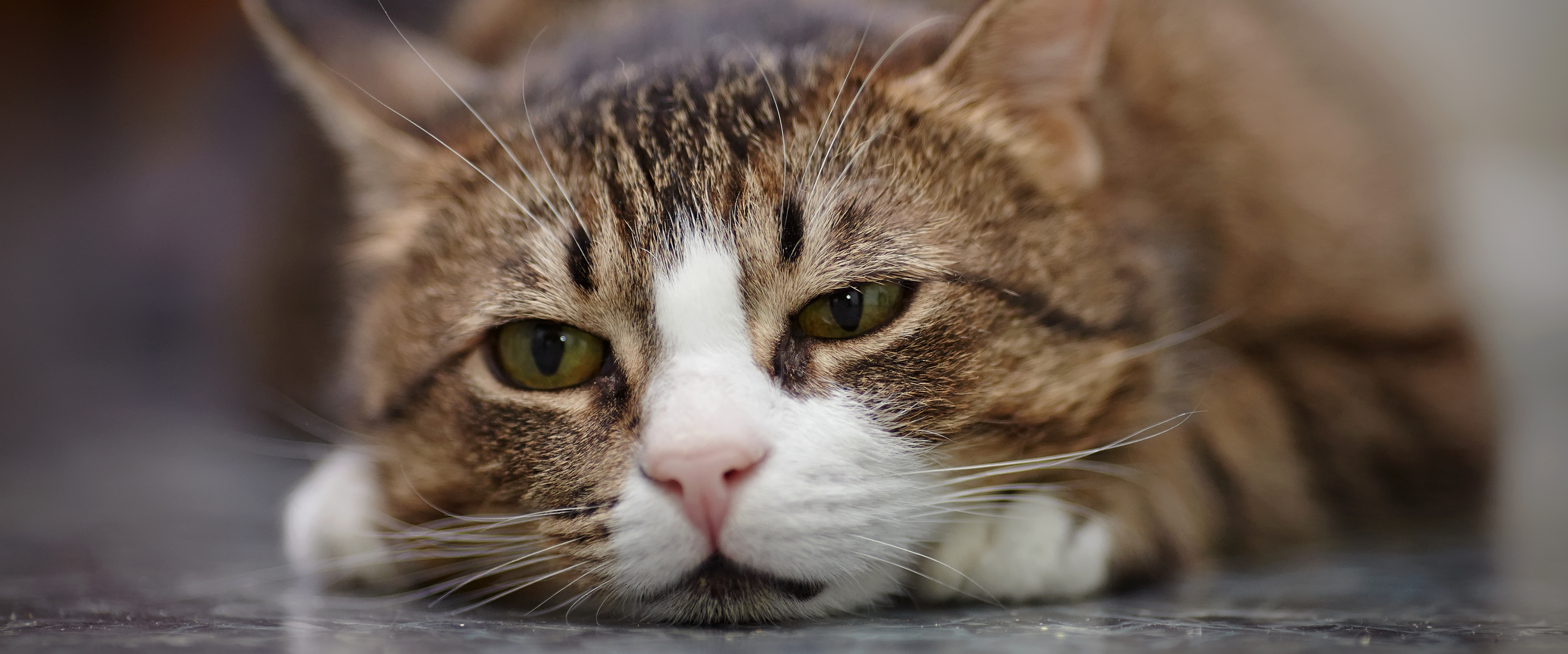 l’arthrose chez le chat