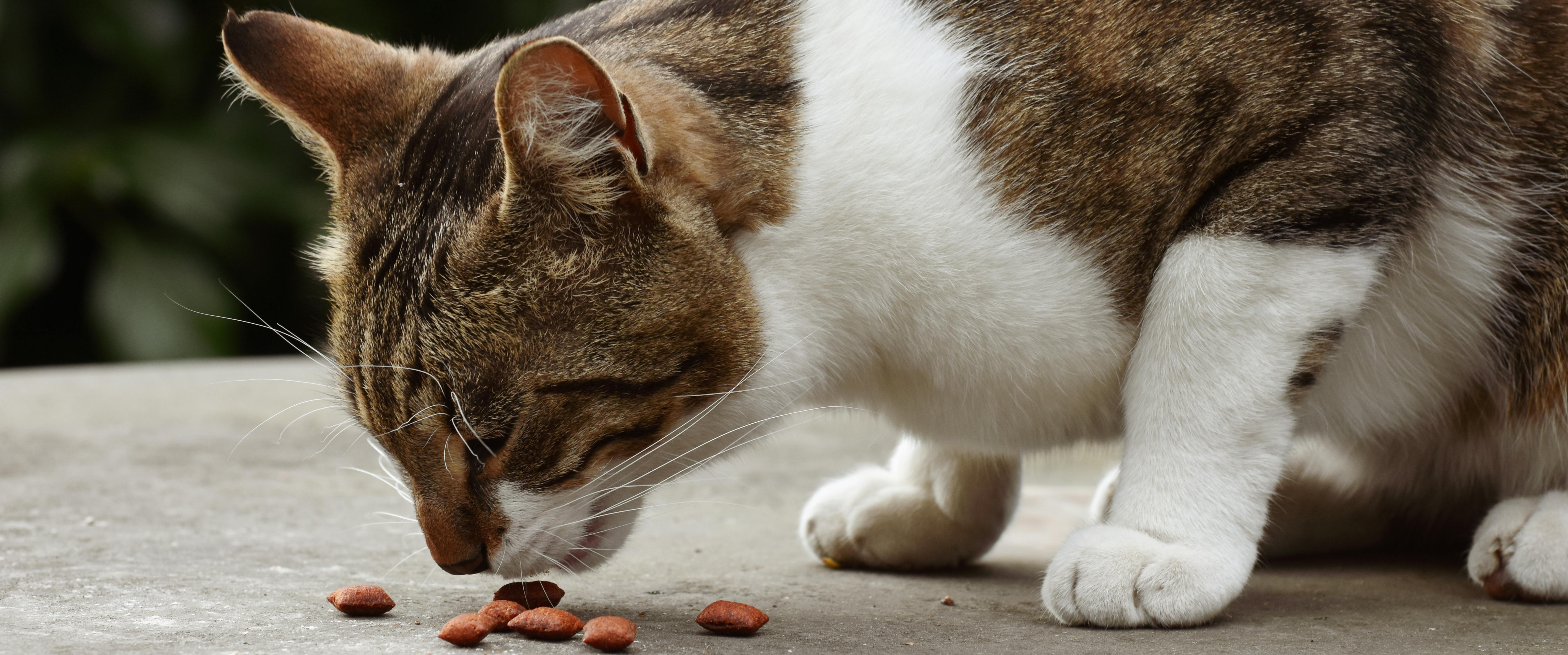 Chat en surpoids