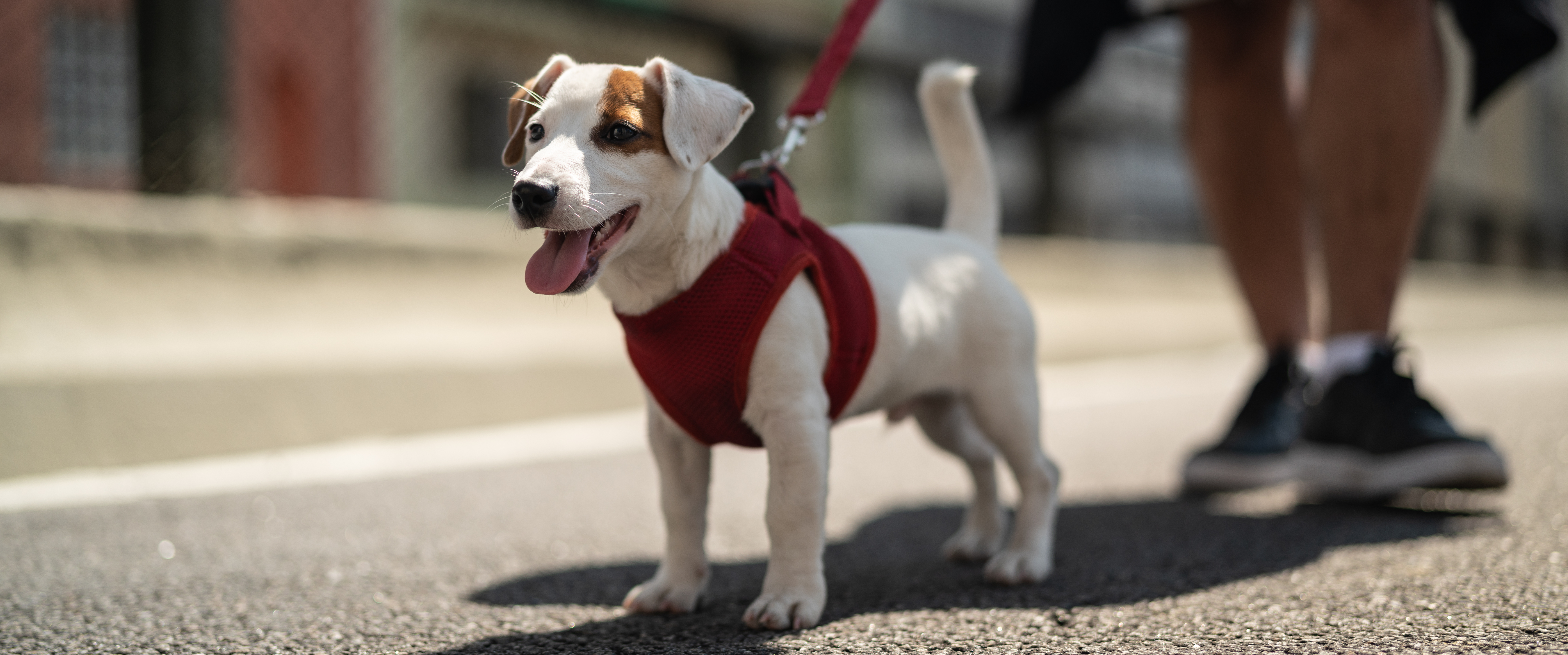 artrose bij honden