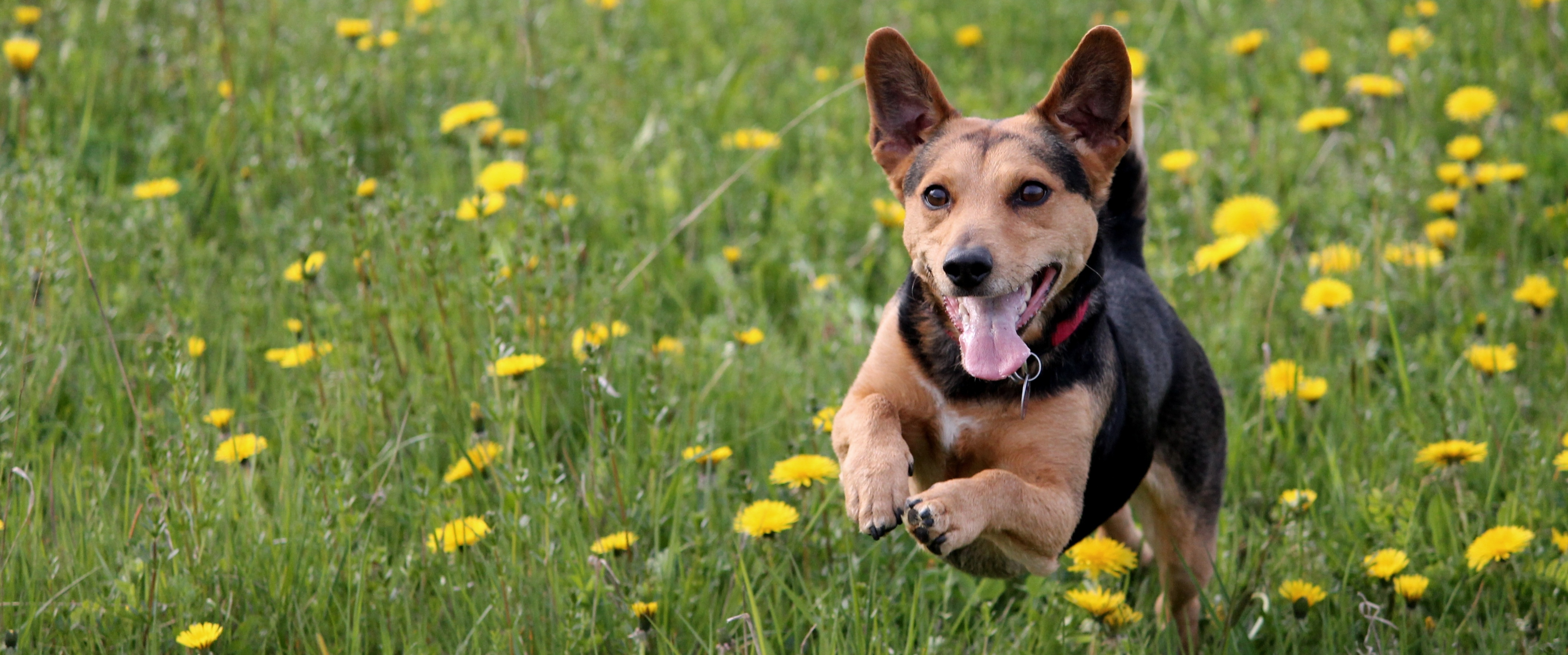 hond meer laten bewegen