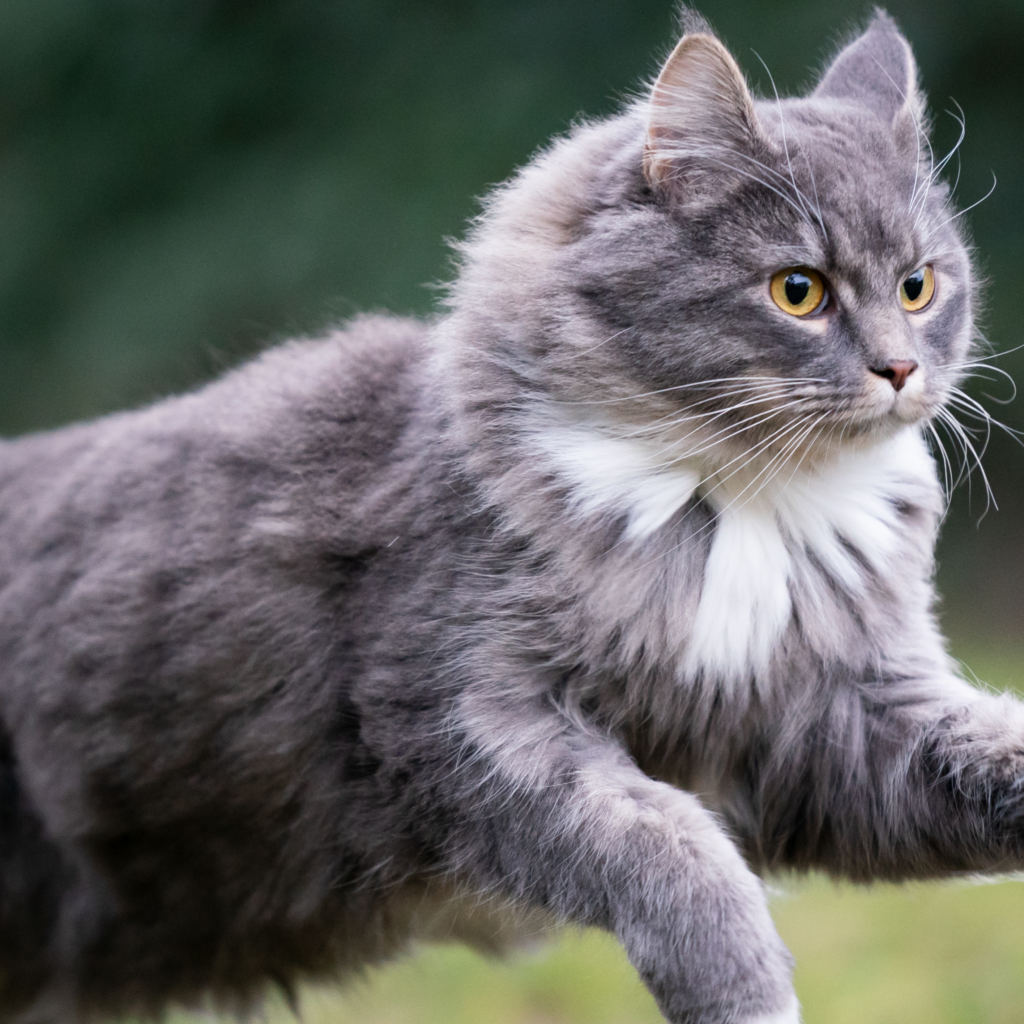 faire bouger son chat