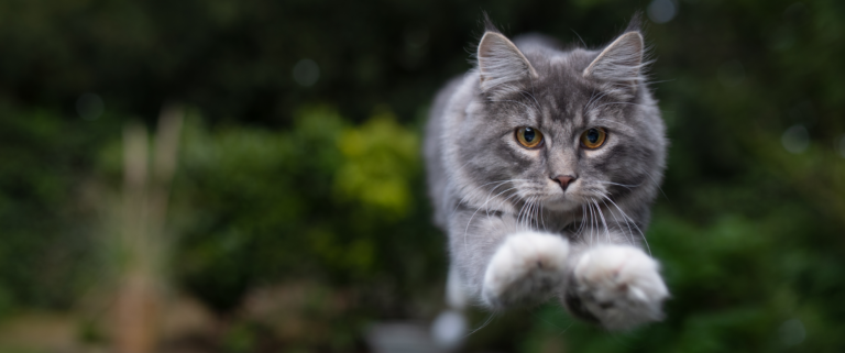 faire bouger son chat