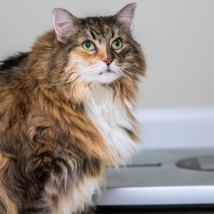 chat en surpoids