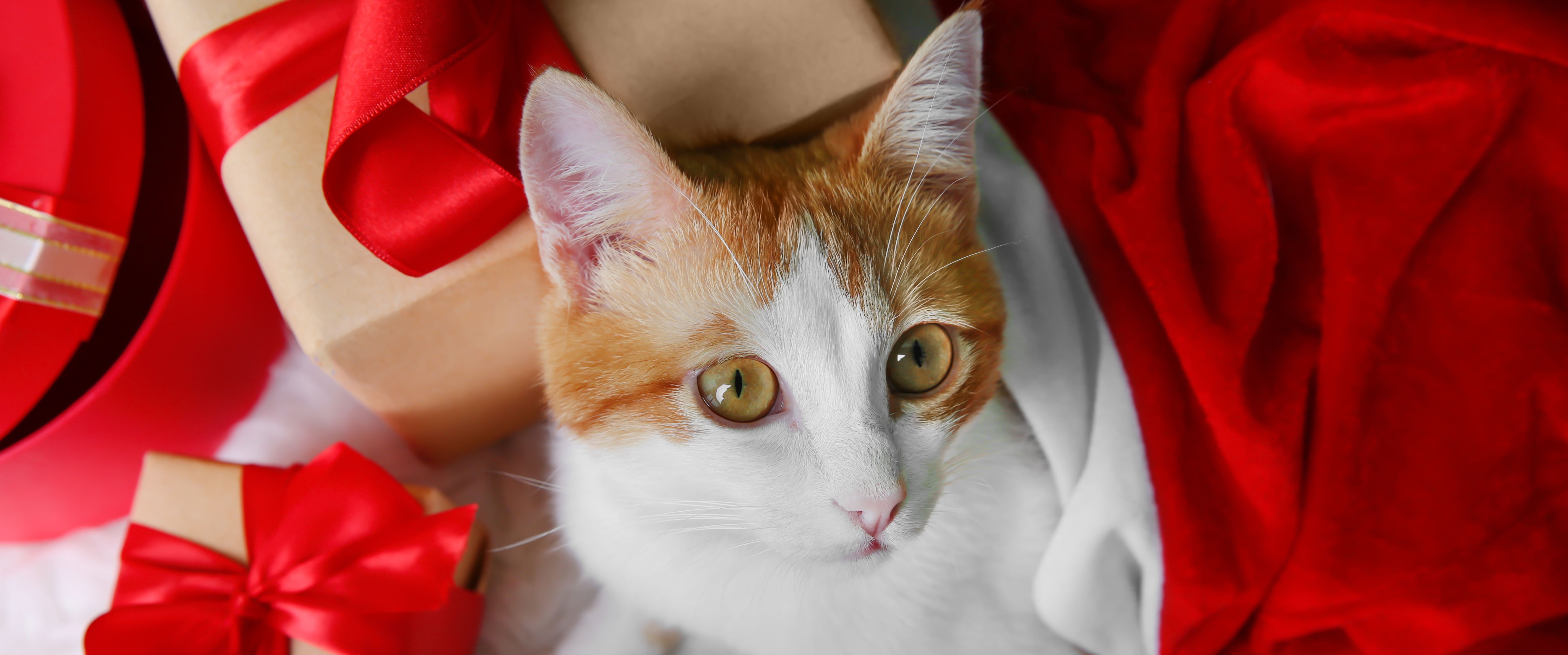 Cadeaux de Noël pour chat