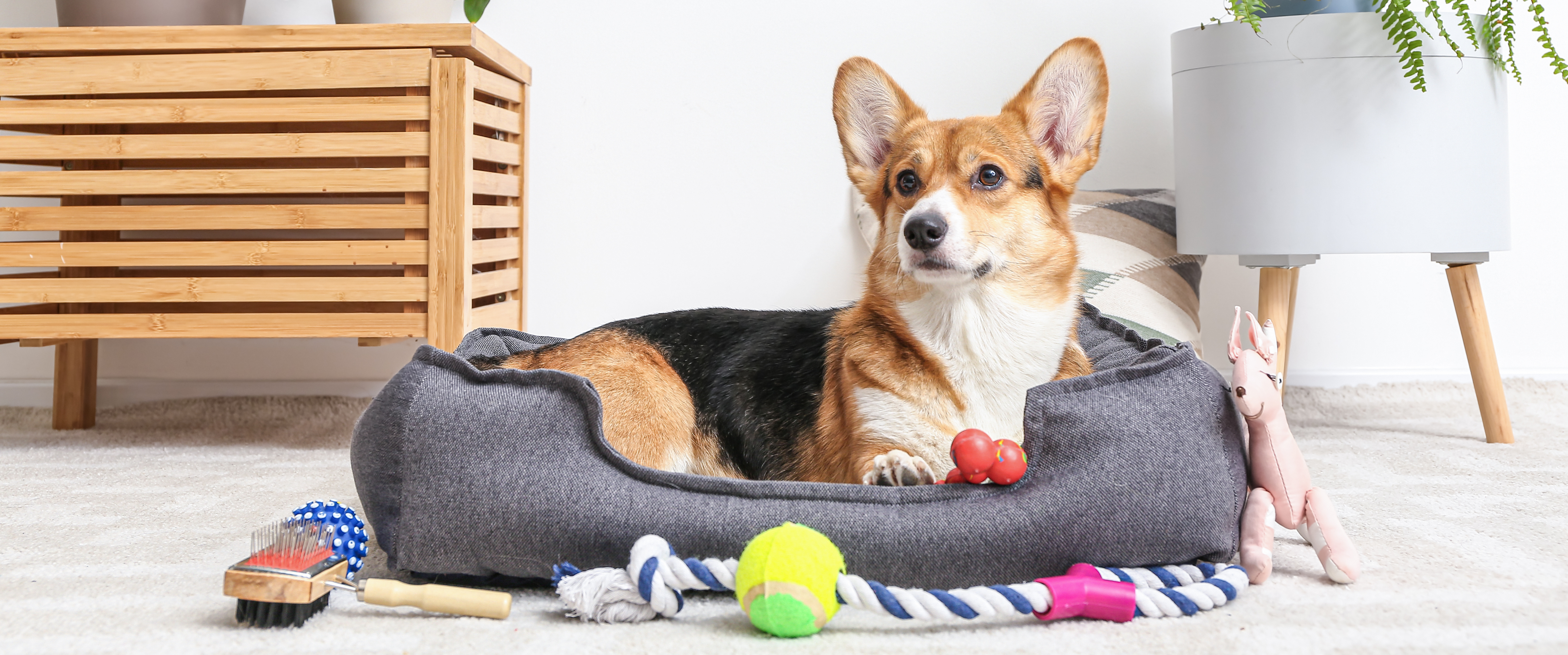 Cadeaux de Noël pour chien