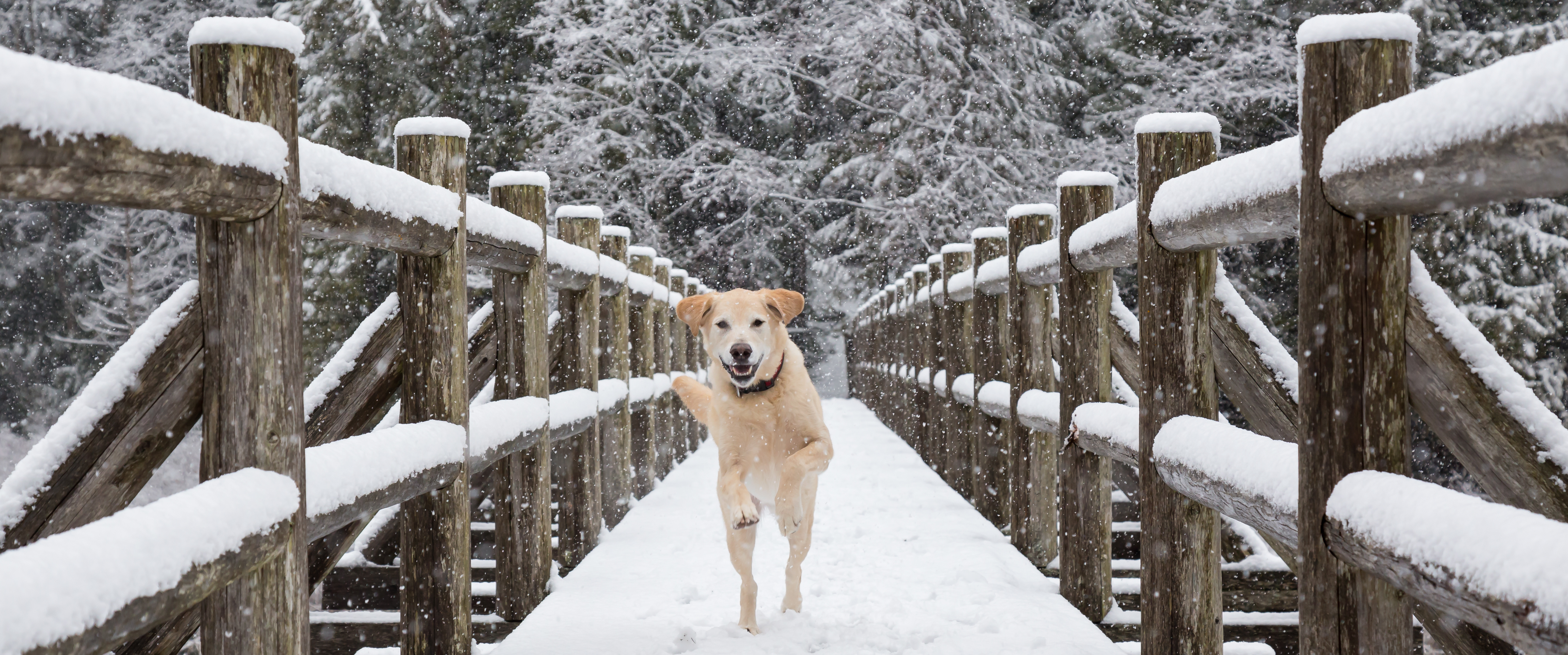 Baasje op wandeling met hond in de winter