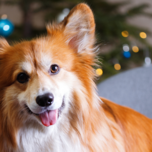 Cadeaux de Noël pour chien