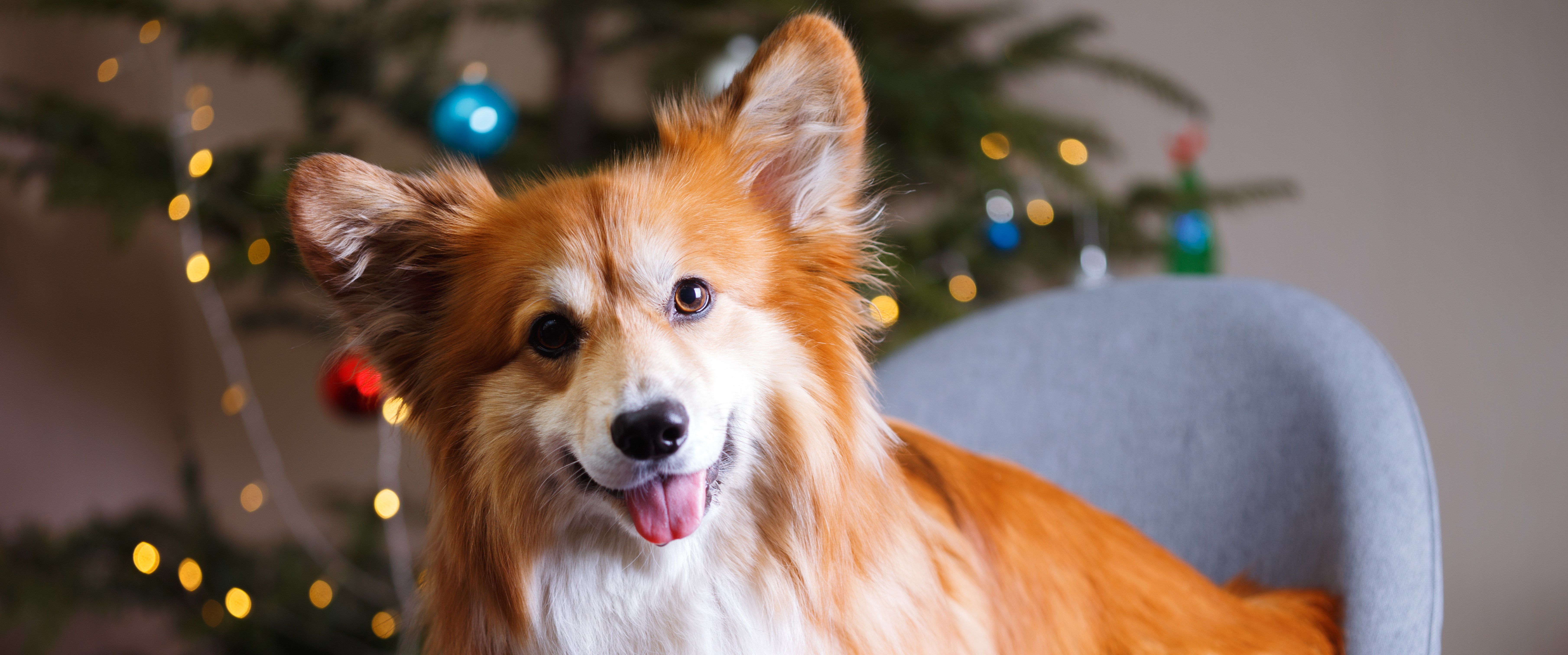 Cadeaux de Noël pour chien