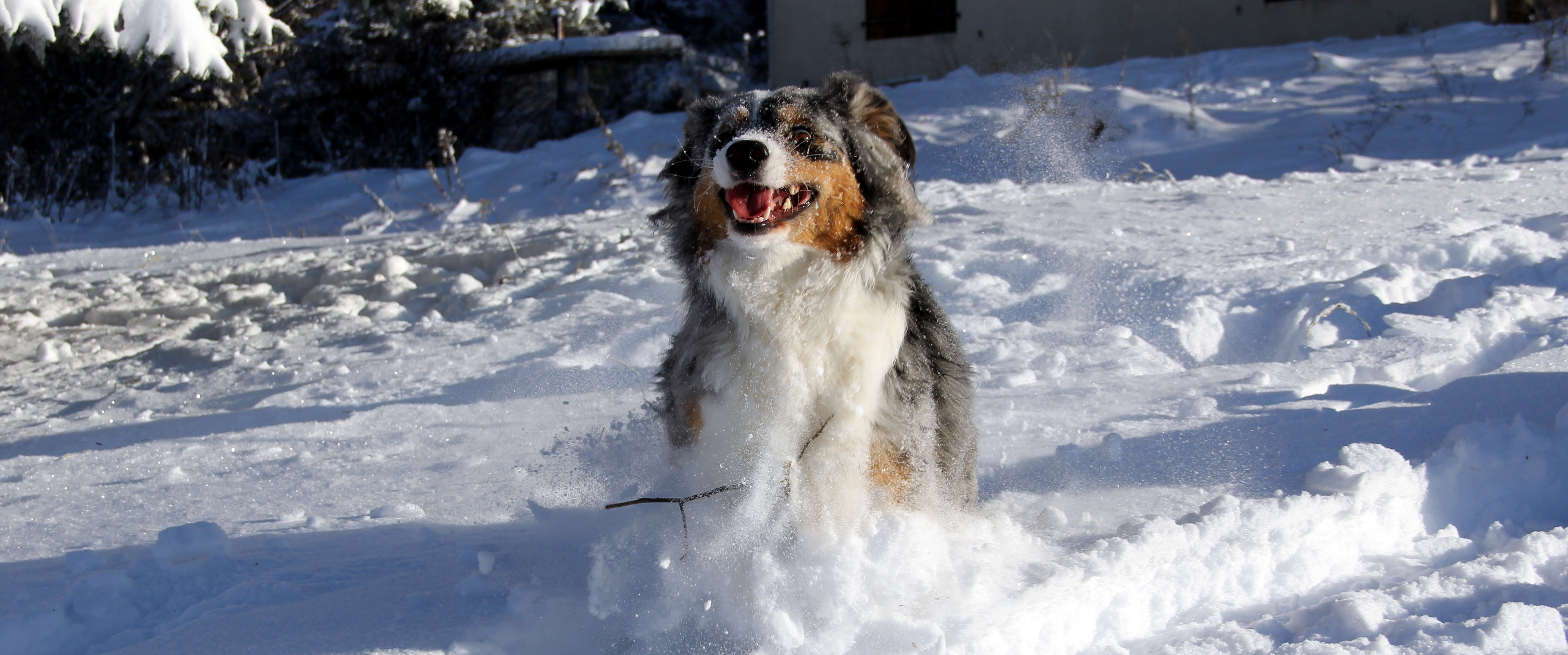 Winteractiviteit hond en baasje samen: plezier verzekerd in de koude maanden!