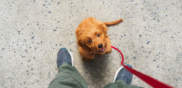 Répétez les commandes de base acvec votre chien, quelques conseils et astuces