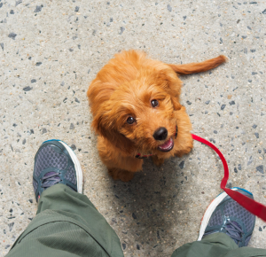 Herhaal je basiscommando's met je hond. Een paar handige tips voor hondeneigenaars