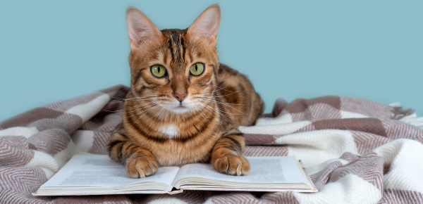 Zo leer je katten basiscommando's aan. Een paar handige tips voor katteneigenaars