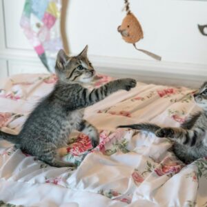 Article Jouet DIY pour chats avec trucs que vous avez déjà chez vous à a la maison