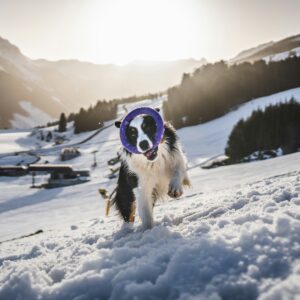 Houd je hond in beweging tijdens de winter. Daarom hebben we een 5-daagse challenge bedacht voor tijdens de Olympische winterspelen te doen met je hond.