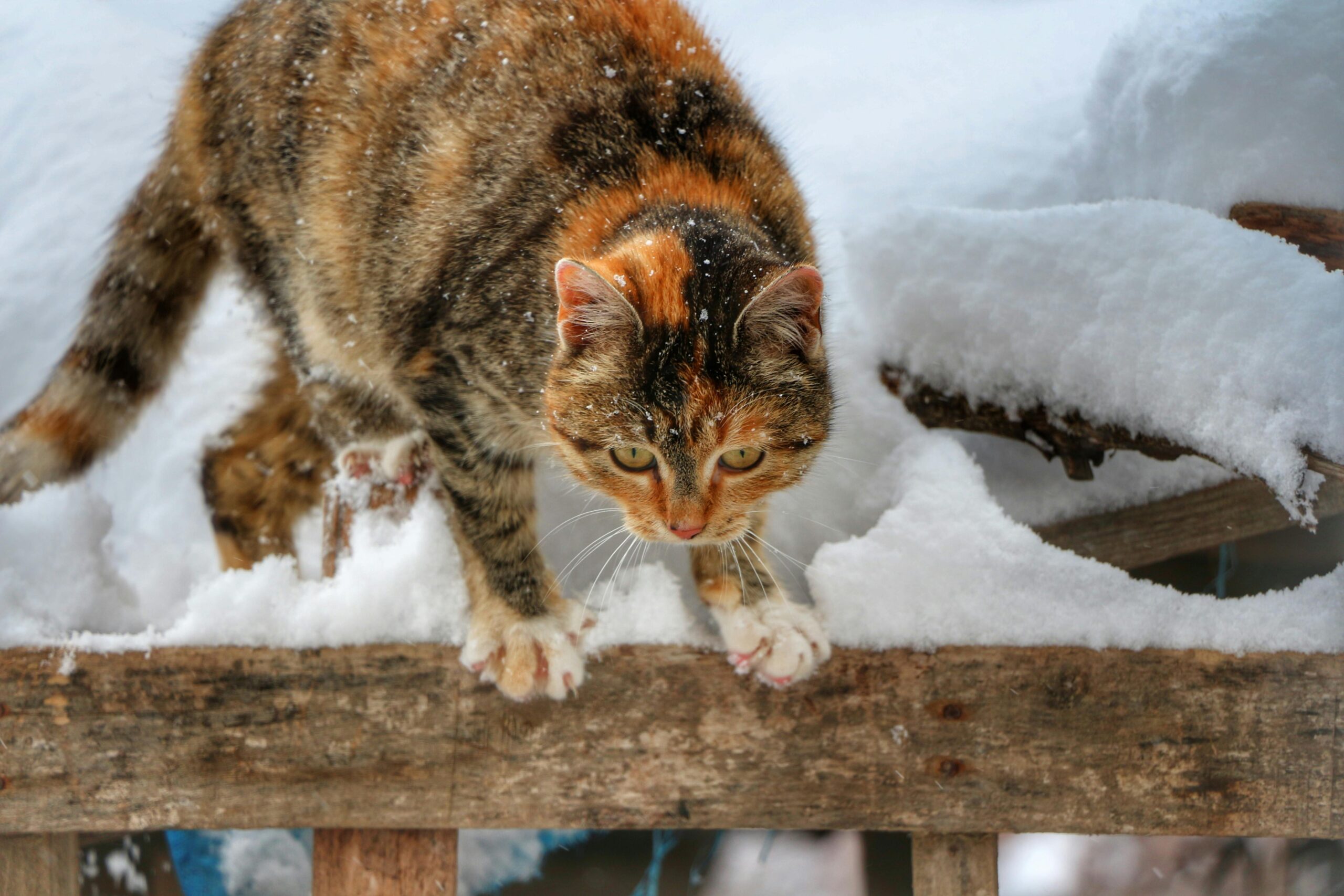 Olympische winterspelen: zorg voor een actieve kat, ook tijdens de winterdagen!