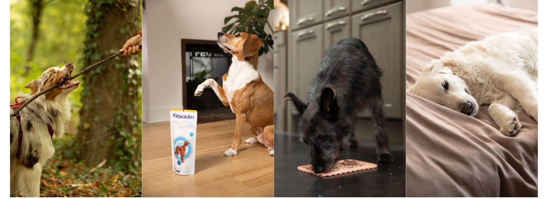 La routine du chien: jouer, promener, manger et dormir