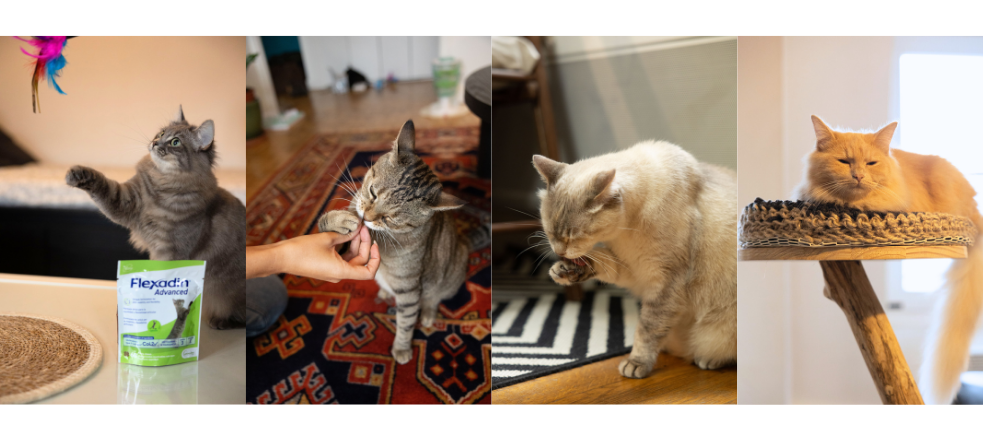 De routine van katten: kat die jaagt, kat die eet, kat die zich wast en een kat die slaapt