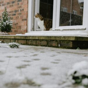 En sécurité dehors en hiver : conseils pour les chats. Chat debout dans l'embrasure de la porte, regardant dehors