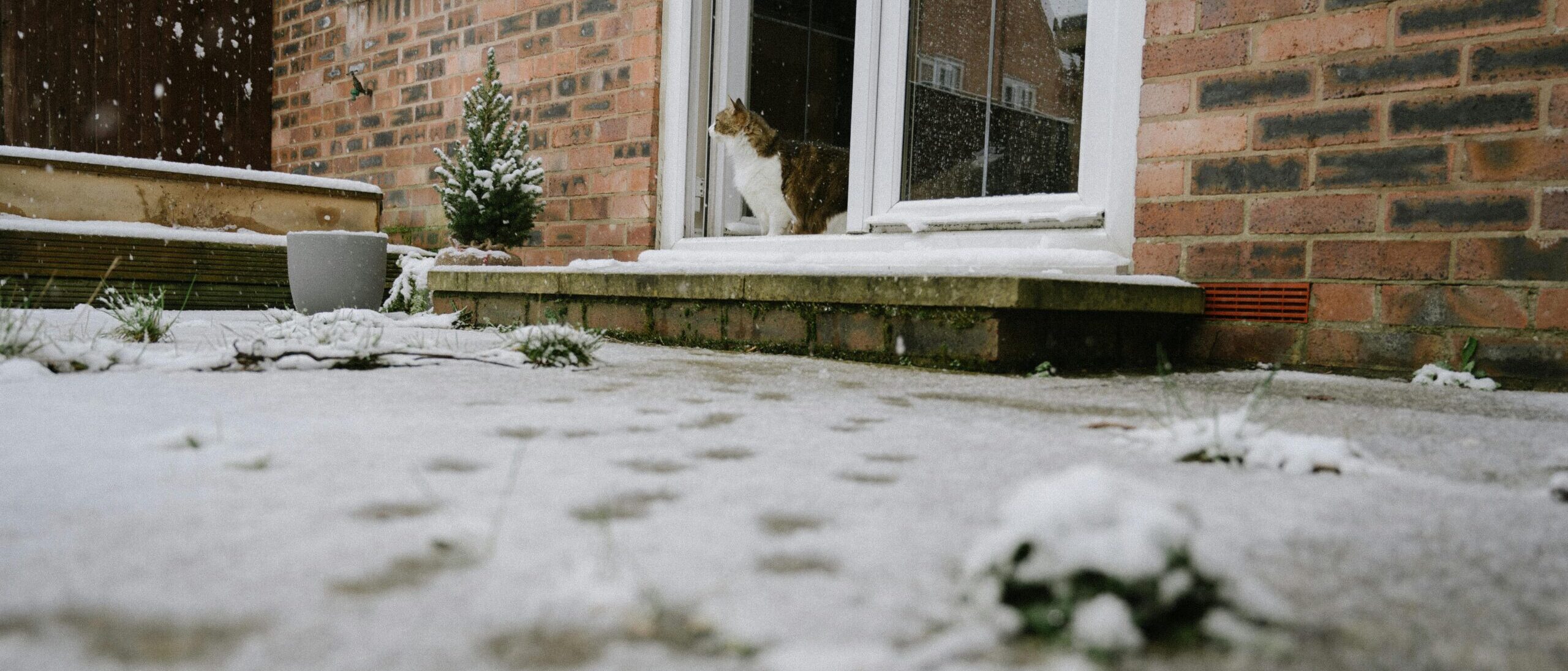 En sécurité dehors en hiver : conseils pour les chats. Chat debout dans l'embrasure de la porte, regardant dehors