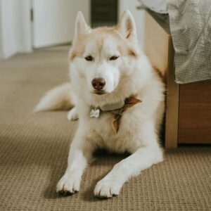 De routine van je hond: witte hond die op de grond ligt naast een bed