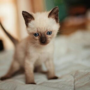 Nouveau chaton our chat adopté à la maison, quelques conseils