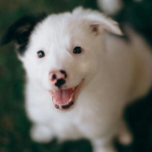 Een nieuwe puppy of geadopteerde hond in huis? 8 tips voor een goede start