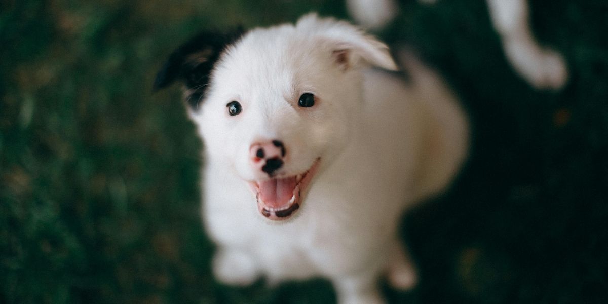 Chiot ou chien adopté à la maison ? Des conseils