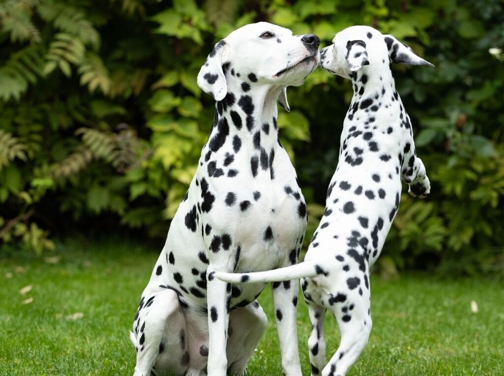 Twee dalmatiërs die socialiseren: tips voor nieuwe honden en geadopteerde honden in huis
