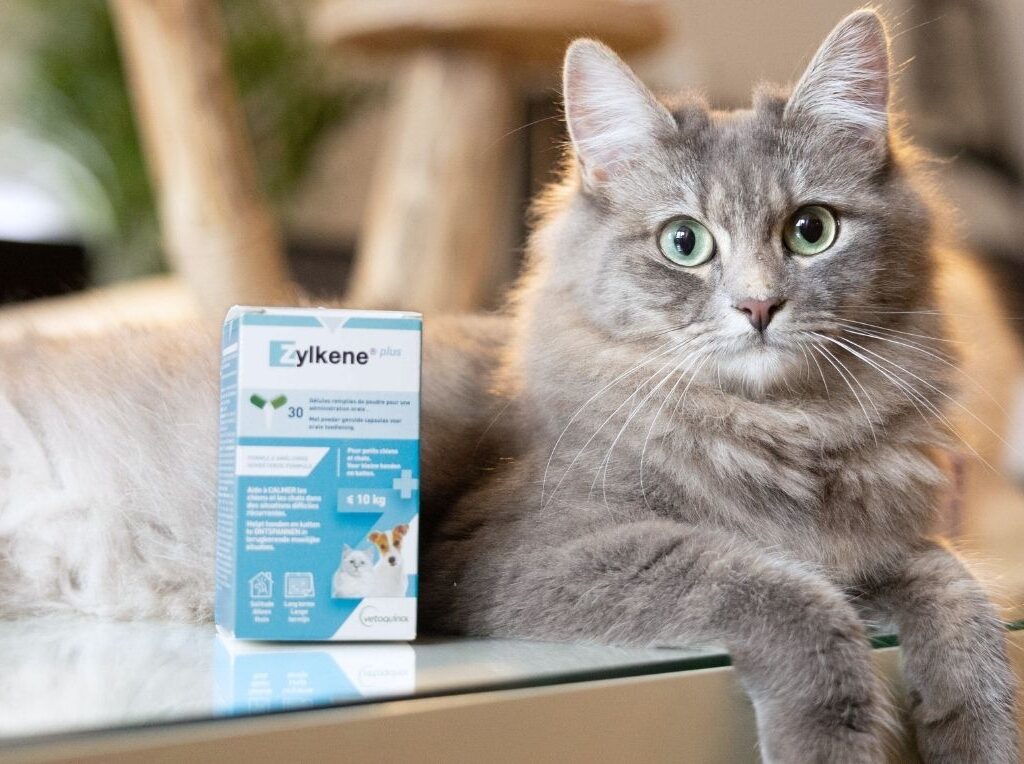 Zylkene pour chat. Conseils pour chatons et chats adopté