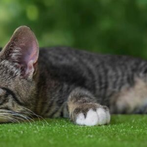 viande crue et proies chat