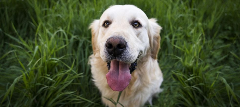 Viande crue et proies