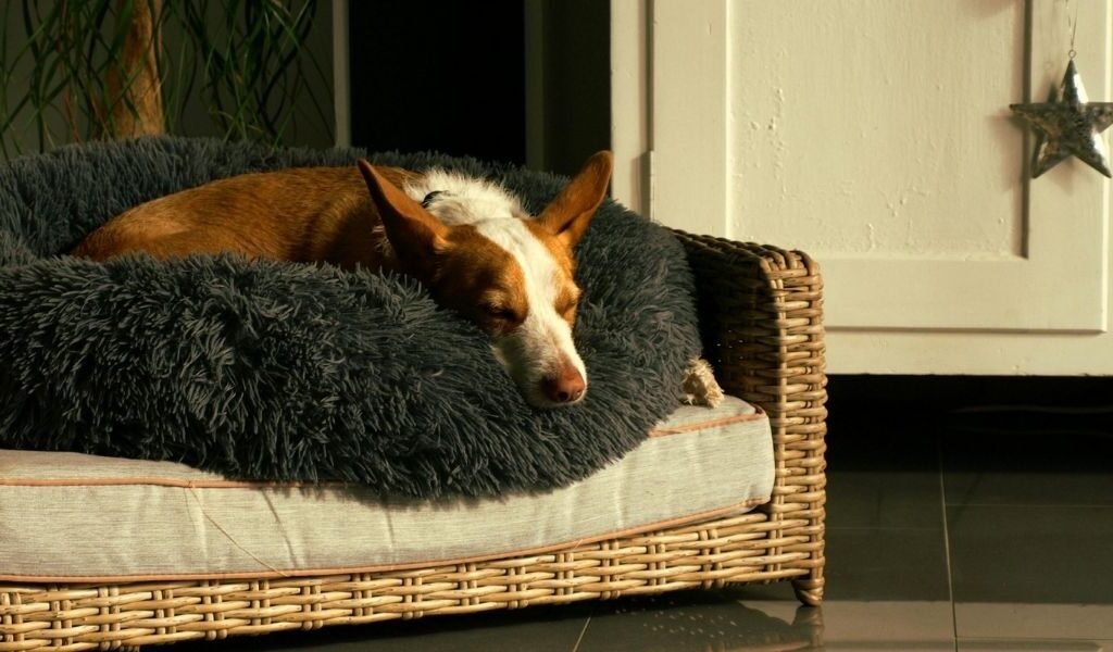 Prévenir des vers chez chien 5 conseils - hygiene