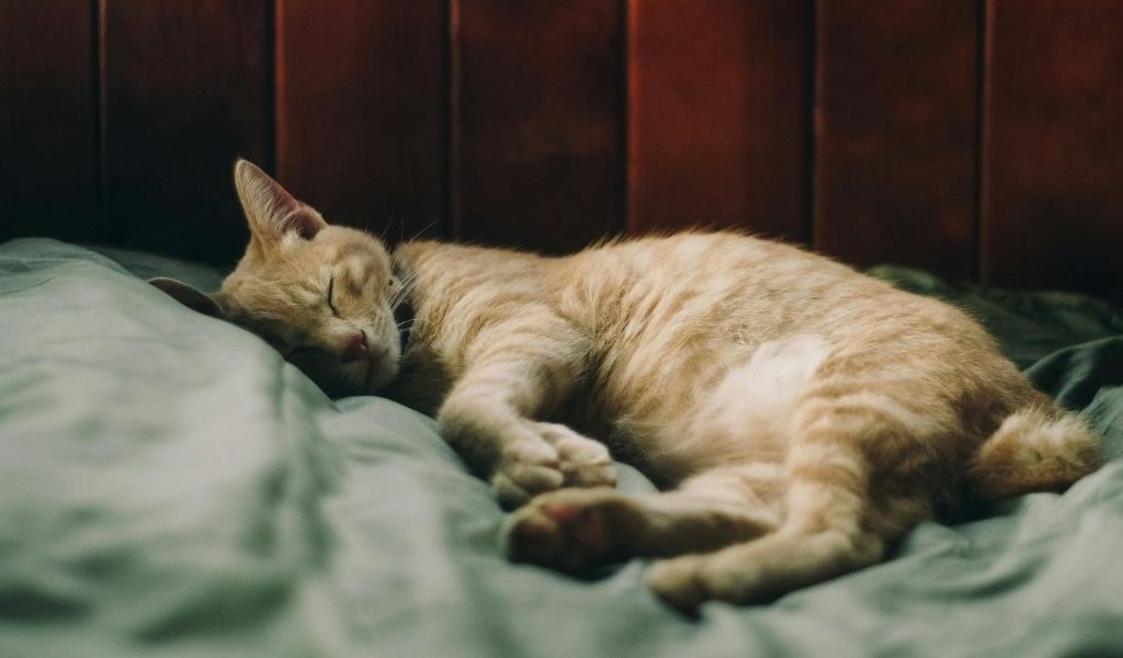 Prévenir des vers chez chat 5 conseils - hygiene