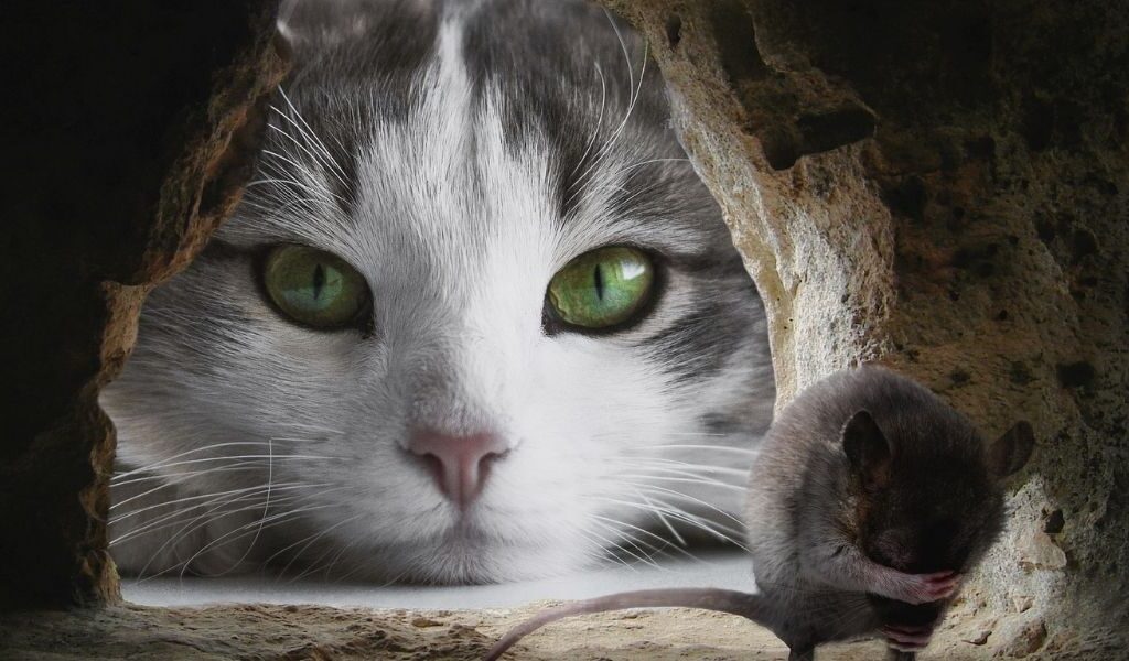 viande crue et proies chat souris