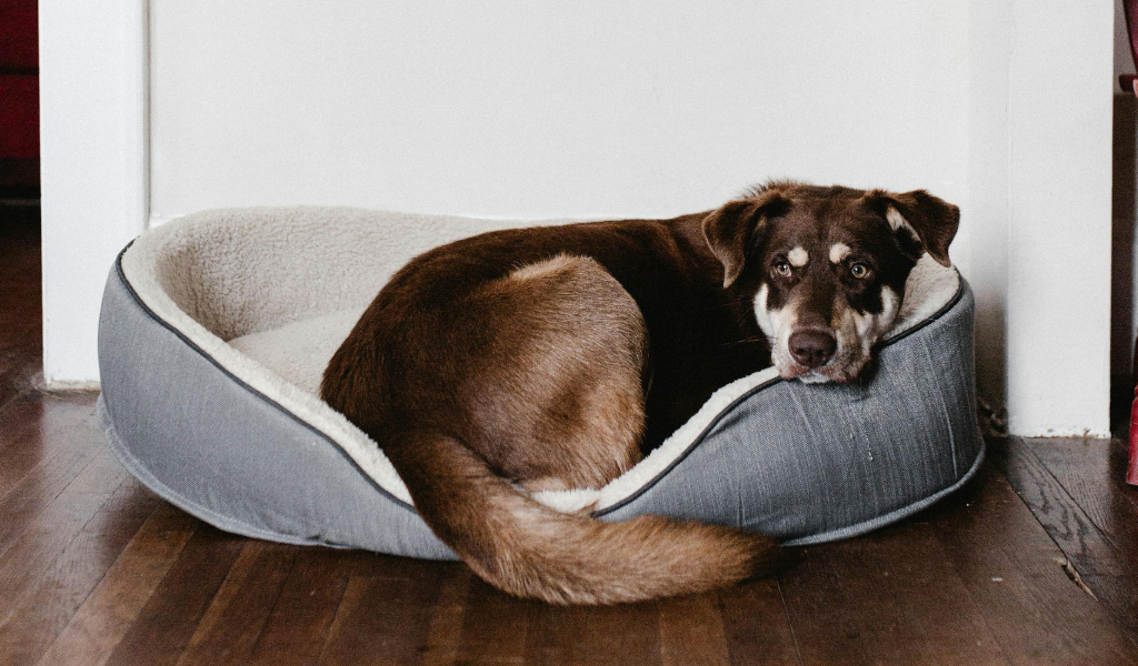 Hondenmand hygiëne: hond die in zijn mand ligt