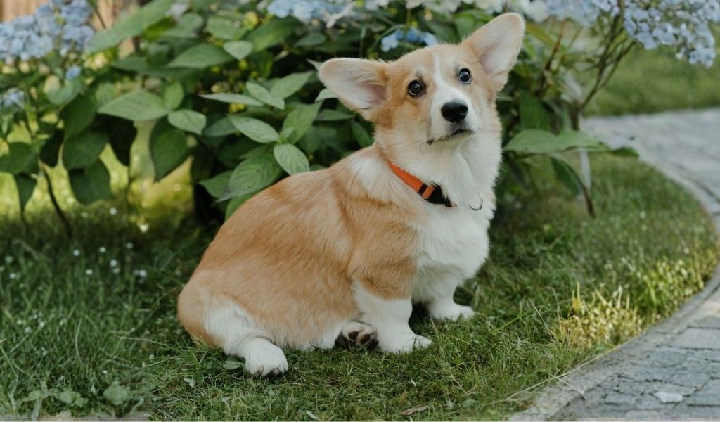 Giftige planten hond