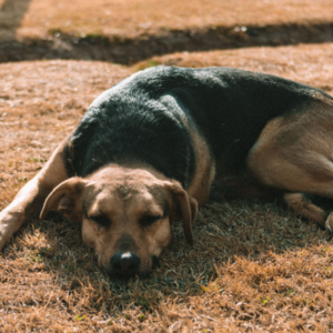 Oververhitting bij honden