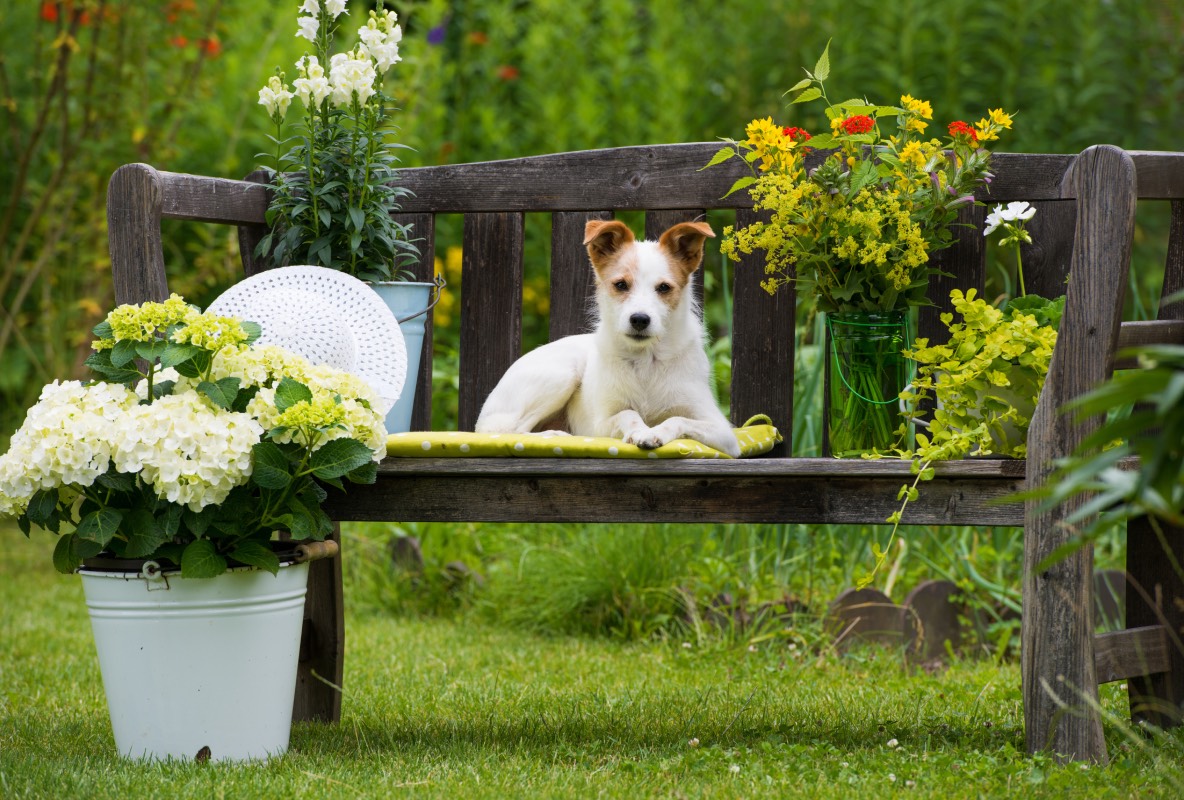 plantes toxiques chien