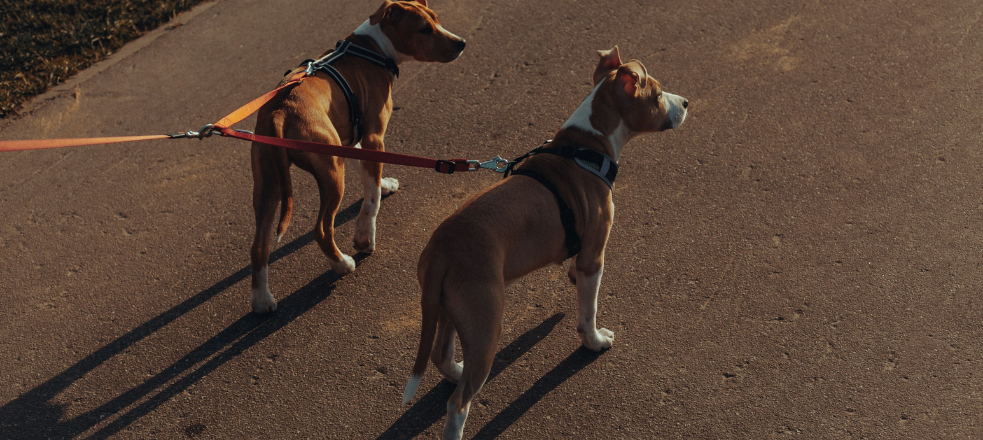 Wandelende honden