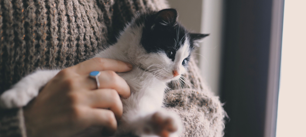 Développer un lien avec votre chat