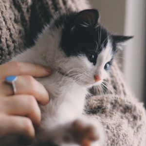 band opbouwen met je kat