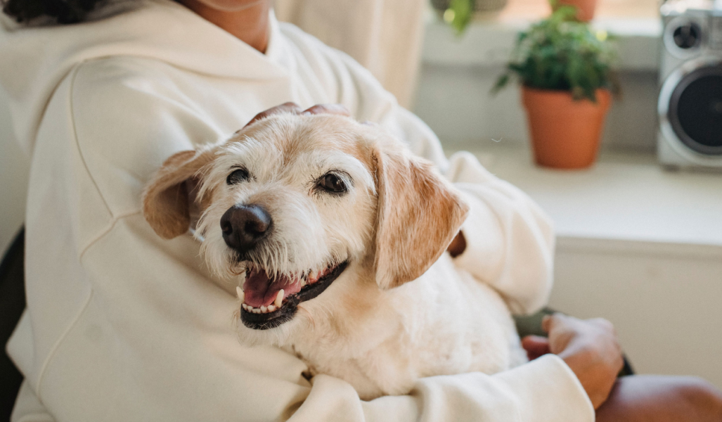 Développer un lien avec votre chien