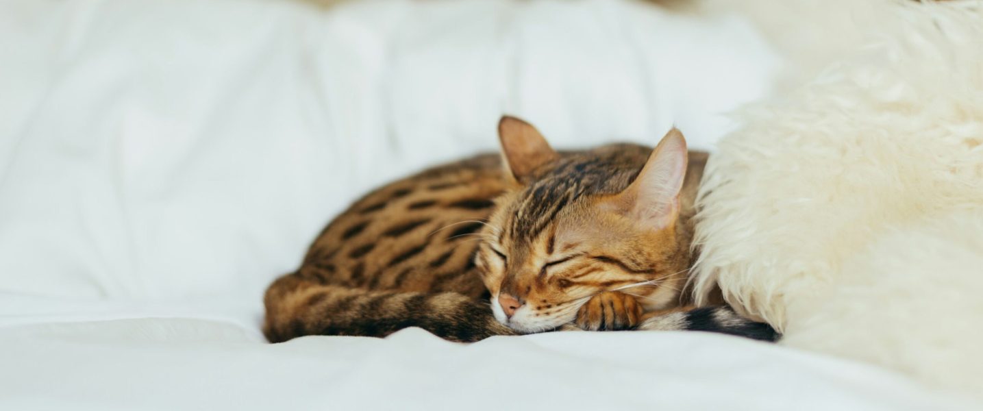 6 signes indiquant que votre chat a des vers. Si votre chat a une fourrure terne, un changement d'appétit, des vomissements, de la diarrhée, une perte de poids soudaine ou une perte d'énergie, cela peut signaler des vers.