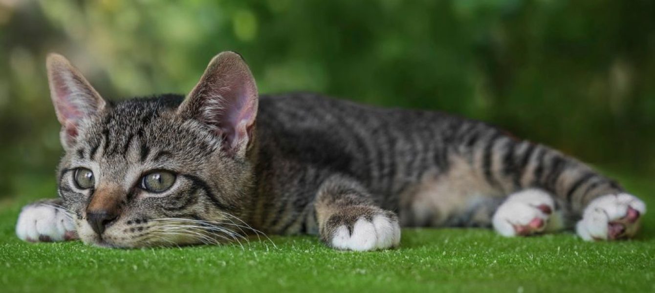 viande crue et proies chat