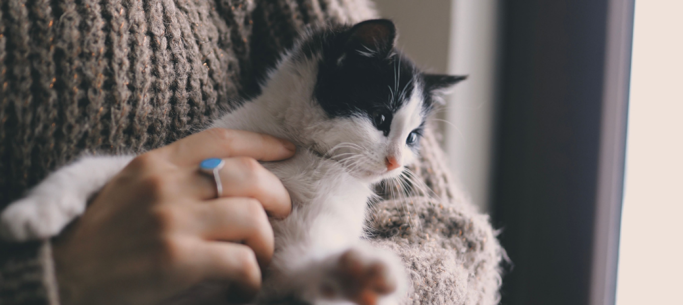 band opbouwen met je kat