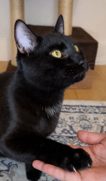 Apprendre les commandes de base au chat. Donner la patte au chat.