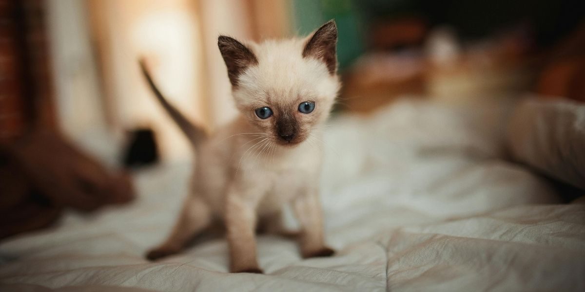 Nouveau chaton our chat adopté à la maison, quelques conseils