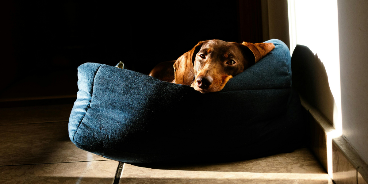 Hygiène du panier du chien