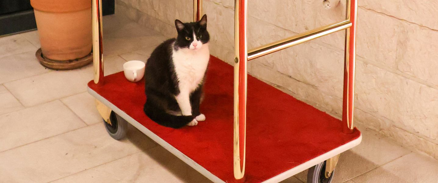 Pension pour chat