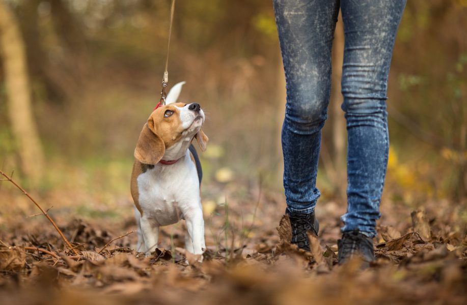 a quelle fréquence promener avec chien